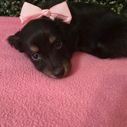 Cassy - Black and cream female Dachshund puppy in Centerville, Georgia from Mel's LowRider Ranch