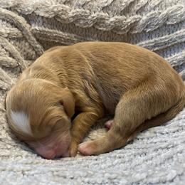 Briar - Red  male Goldendoodle puppy in Calhoun, Georgia from FamilyLoved Doodles