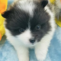 Lila - Black parti female Pomeranian puppy in Douglas, Georgia from Heartland small breeds
