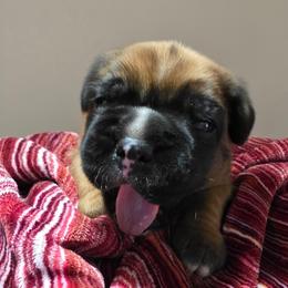 Diesel - Fawn male Boxer puppy in Evans, Georgia from Kimberly's Boxers