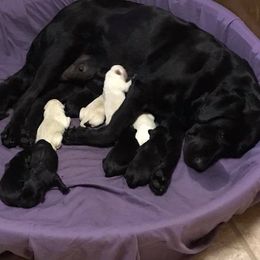 Labrador Retriever Puppies from Gifford Ranch Labradors