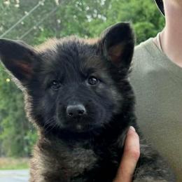 Frankie - Sable female German Shepherd puppy in Hawthorne, Florida from Lace's High Flying German Shepherds And Golden Retrievers