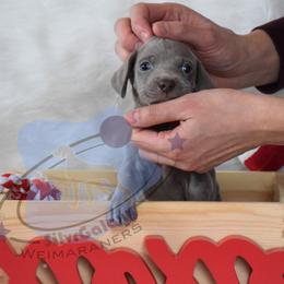 Blue Collar Boy  RUNT - Silver gray male Weimaraner puppy in Alexandria, Virginia from Silvr Galaxy Weimaraners
