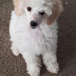 Poodle Puppies from Those Prissy P. Poodles