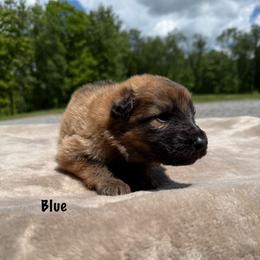 Blue - Bi-color male German Shepherd puppy in Terra Alta, West Virginia from Shepherd Country Farm and Kennels