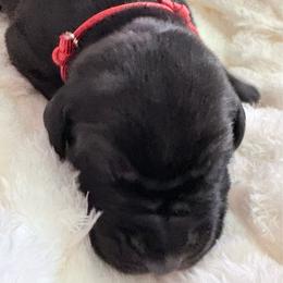 Red collar - Black male Great Dane puppy in La Vernia, Texas from Thistlewood Danes