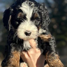 Angel - Tri-color female Bernedoodle puppy in Polson, Montana from Mountain Dreamin' Bernedoodles