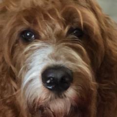 Goldendoodles from Plum Creek Acres Next Generation