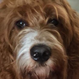 Goldendoodles from Plum Creek Acres Next Generation