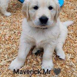 Black collar boy - Light golden male Golden Retriever puppy in Rochester, Washington from Grand Mound Goldens