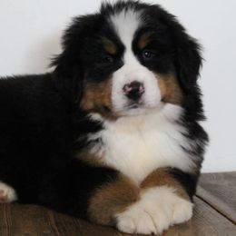 Bernese Mountain Dog Puppies from Home Sweet Bernese