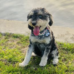 Zoey - Aussiedoodle