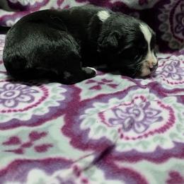 Solara - Black & white female Miniature Australian Shepherd puppy in Leonard, Texas from Tin Roof Aussies