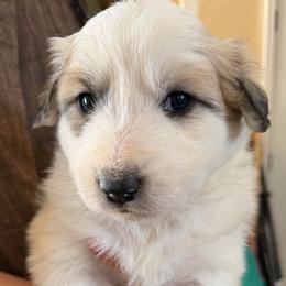 Veronica- green - Badger female Colorado Mountain Dog puppy in Cotopaxi, Colorado from Once Upon A Moose (OUM)