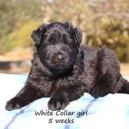 White Collar girl - Black female German Shepherd puppy in Elkmont, Alabama from Oakmont Shepherds