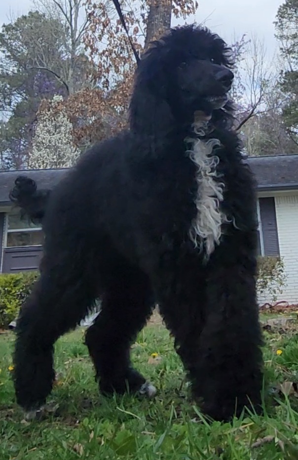 Boujee OBEDIENCE TRAINED - Black Poodle puppy in Rome, Georgia from Lisa Marie's Poodles & Doodles