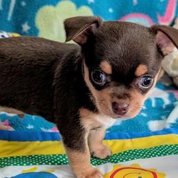 Curly - Chocolate and tan male Chihuahua puppy in Leominster, Massachusetts from House of Lil  Paw