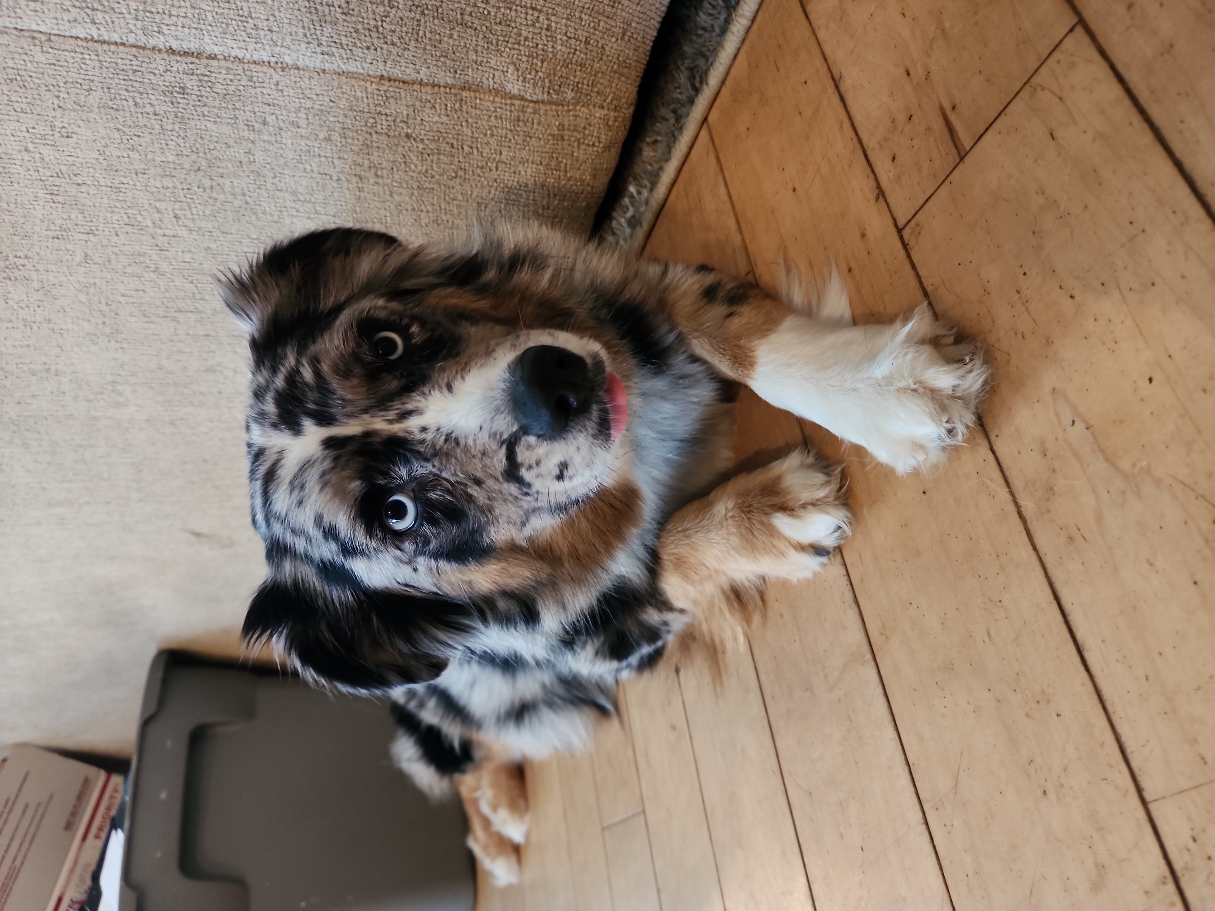 Kyanite - Australian Shepherd