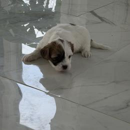 Brownie Star - Brown and white female Shichon puppy in Clarksville, Tennessee from Harrison Farm Teddy Bears
