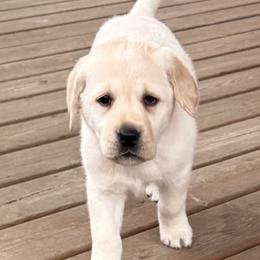 Sunny - Yellow female Labrador Retriever puppy in Tekonsha, Michigan from Asher Acres Labs