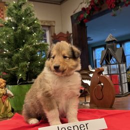 Jasper has a full-white collar, and at 4 weeks, he likes to cuddle, but his personality hasn't come out yet. - Sable male Collie puppy in Sedalia, Missouri from Brown Acres Collies