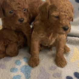 Cavalier King Charles Spaniel, Cavapoo, and Poodle Puppies from Maria's Pups
