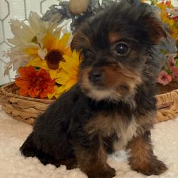 Books - Black and tan male Yorkshire Terrier puppy in Elgin, South Carolina from Silver Bells Paw Prints