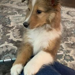 Shetland Sheepdog Puppies from Southern Charm Sheltie’s