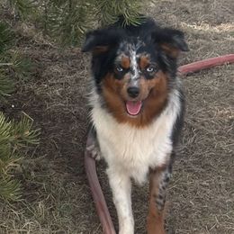 Blue - Miniature Australian Shepherd