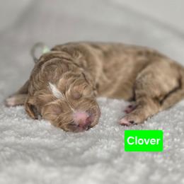 Clover - Apricot female Goldendoodle puppy in Summerville, South Carolina from Channys Doodles