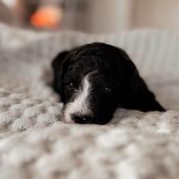 Cascade, Girl - Black and white female Bernedoodle puppy in Maricopa, Arizona from Desert Ridge Doodles