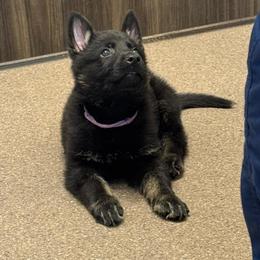 Orchid - Bi-color female German Shepherd puppy in Salem, Virginia from Vom Kylohaus German Shepherds