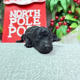 Wednesday - Black female Poodle puppy in Monetta, South Carolina from Moonrise Poodles
