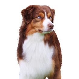 Relic - Miniature American Shepherd