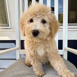 Playful Light Pink - Girl - Yellow and white female Bernedoodle puppy in South Jordan, Utah from Ellas.Pups (Bernedoodles & Cavapoos)