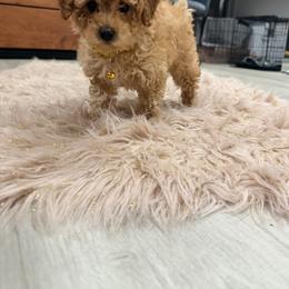 Poodle Puppies from Silver Ivory