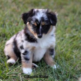 Miniature Australian Shepherd and Toy Australian Shepherd Puppies from Sapphire Stables