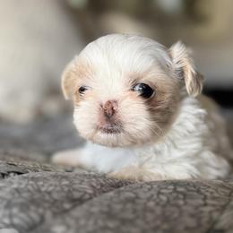 Girl 1 - Liver and white female Shih Tzu puppy in Calimesa, California from Little Mountain’s Shih Tzus