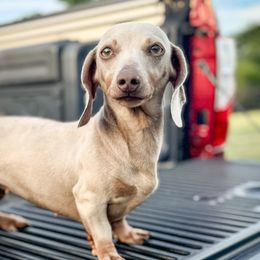 Pearl - Dachshund