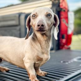 Pearl - Dachshund