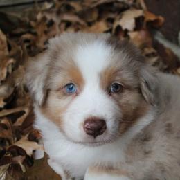 Boy 3 "Nutmeg" - Red merle Australian Shepherd puppy in Manhattan, Kansas from Dockside Australian Shepherds