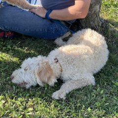 Buddy - Golden male Double Doodle puppy in Smiths Creek, Michigan from Dailers Doodles LLC