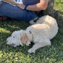 Buddy - Golden male Double Doodle puppy in Smiths Creek, Michigan from Dailers Doodles LLC