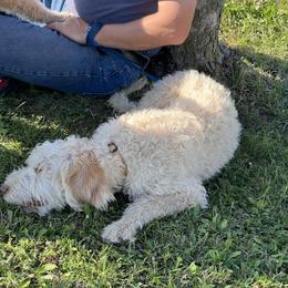 Buddy - Golden male Double Doodle puppy in Smiths Creek, Michigan from Dailers Doodles LLC