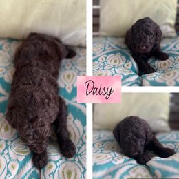Assorted Doodle Crosses and Goldendoodle Puppies from Sweet Southern Doodles