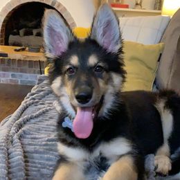German Shepherd and White Shepherd Puppies from Scenic Creek German Shepherds