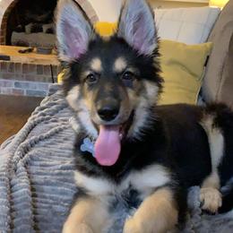 German Shepherd and White Shepherd Puppies from Scenic Creek German Shepherds