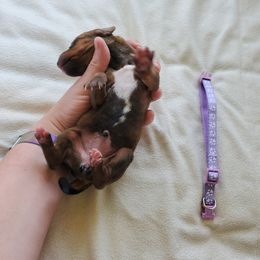 Rhodesian Ridgeback Puppies from Monarch Rhodesian Ridgebacks