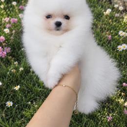 Princess - White female Pomeranian puppy in Salem, Oregon from PNW Dynasty Poms