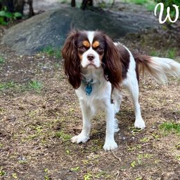 Willow - Cavalier King Charles Spaniel